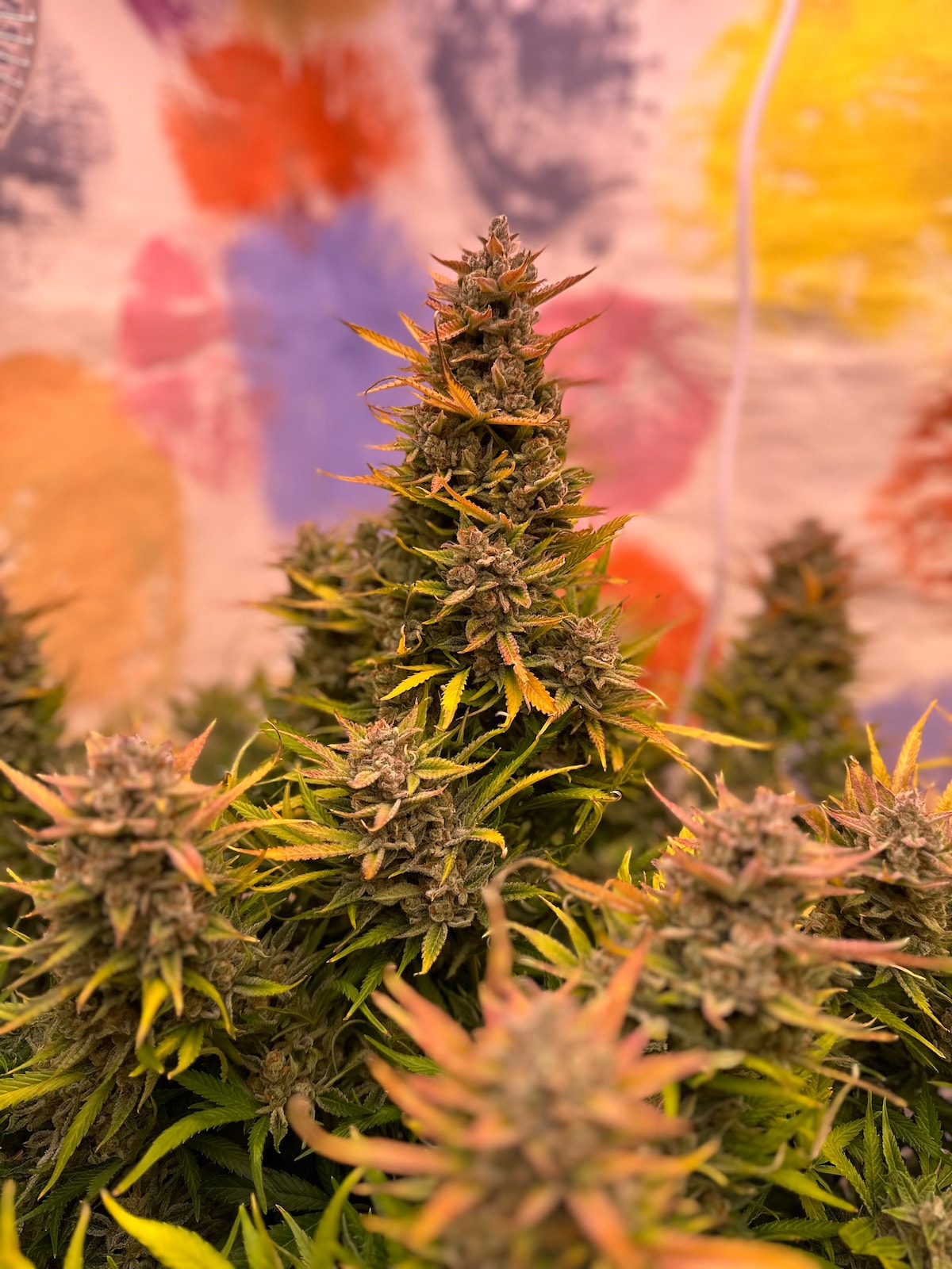 Malta Cannabis Seed Breeder Home 1