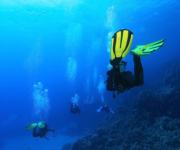 Nurkowanie na Gozo — Family Diving Gozo (polska baza nurkowa)